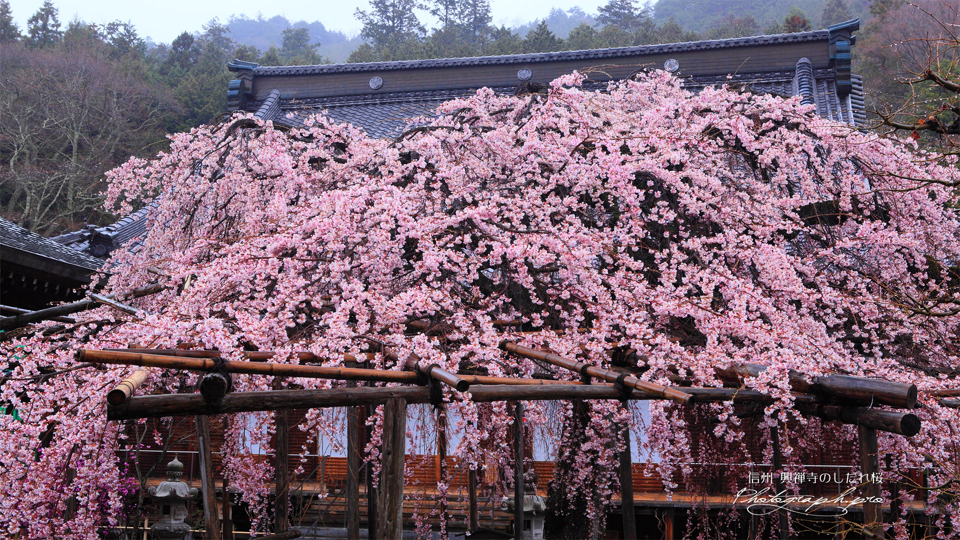 興禅寺のしだれ桜と本堂