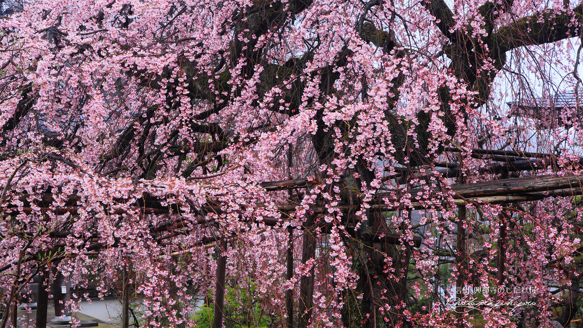 本堂からの興禅寺のしだれ桜