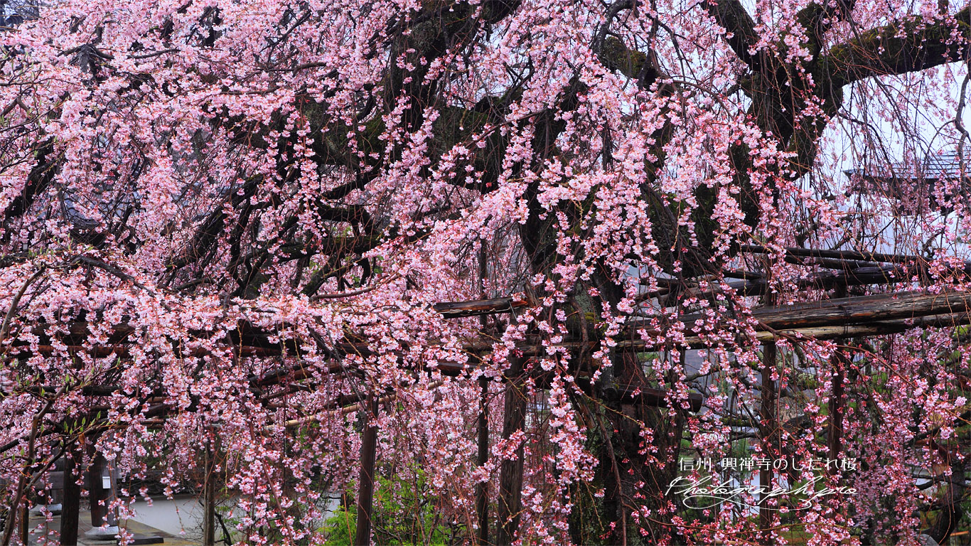 本堂からの興禅寺のしだれ桜 壁紙