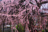 本堂からの興禅寺のしだれ桜