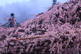 興禅寺のしだれ桜