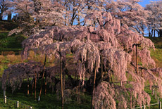 三春町の桜