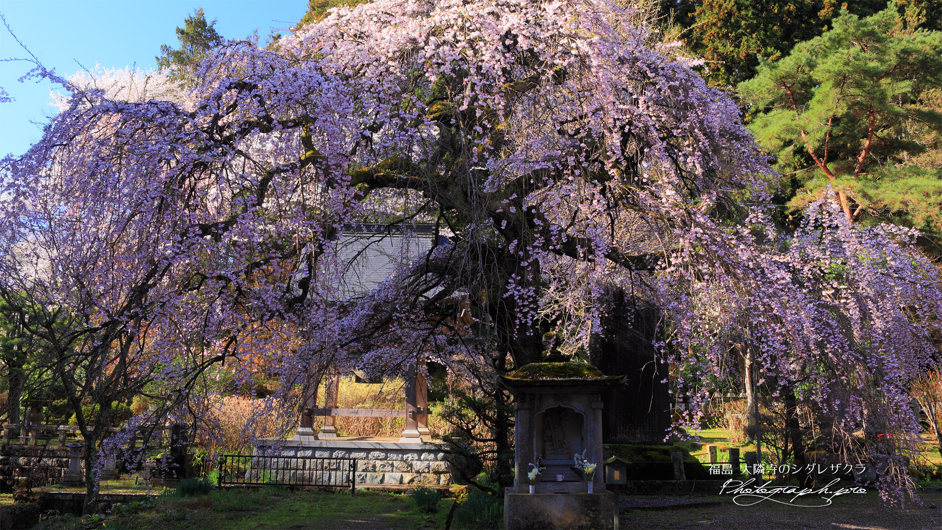 大隣寺のしだれ桜