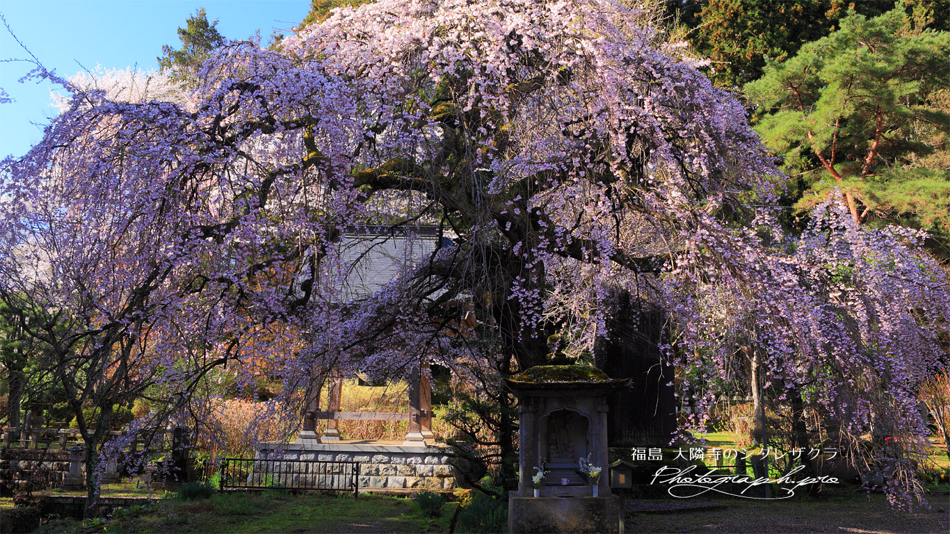 大隣寺のしだれ桜 壁紙