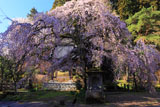 大隣寺のしだれ桜