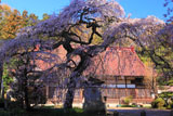 大隣寺のシダレザクラ