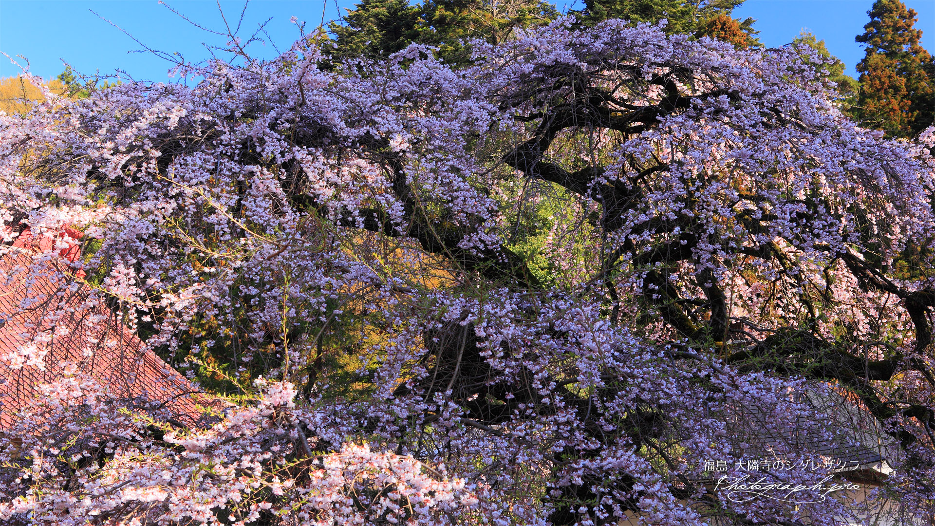 大隣寺の枝垂れ桜