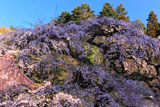 大隣寺の枝垂れ桜