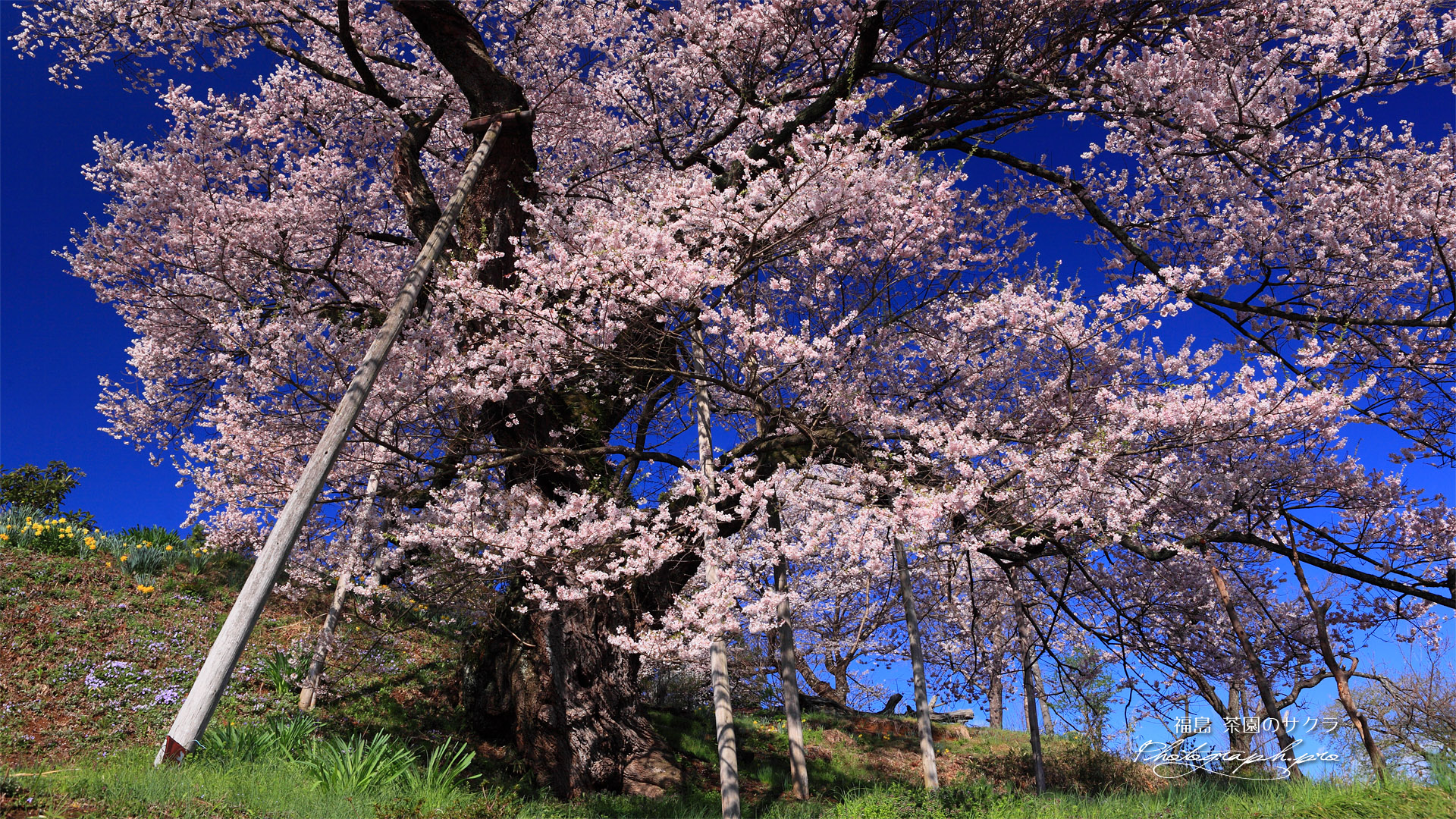 茶園の桜