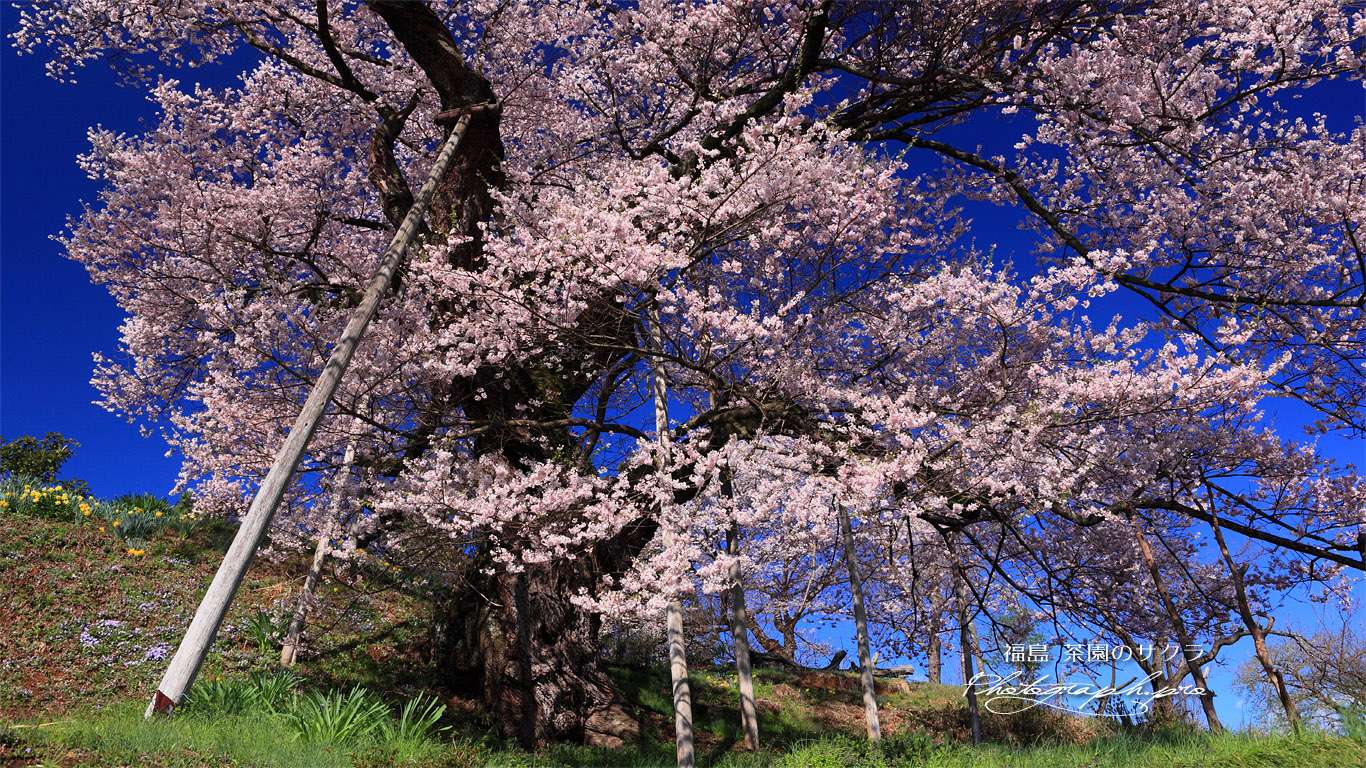 茶園の桜 壁紙