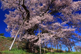 茶園の桜