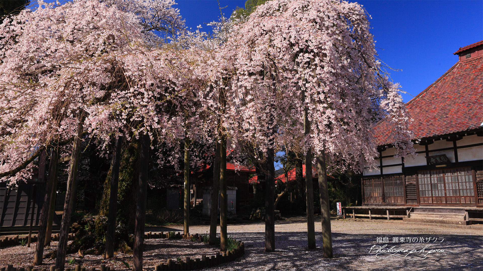 円東寺の枝垂れ桜