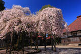 円東寺の枝垂れ桜