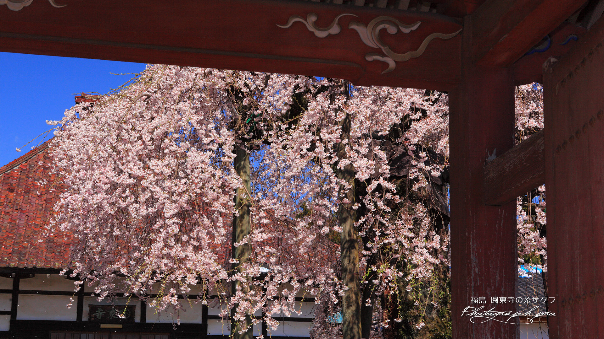 円東寺の糸ザクラ