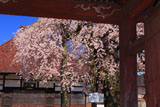 円東寺の糸ザクラ