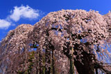 円東寺のしだれ桜