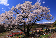 山ノ入の桜