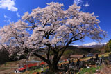 山ノ入の桜