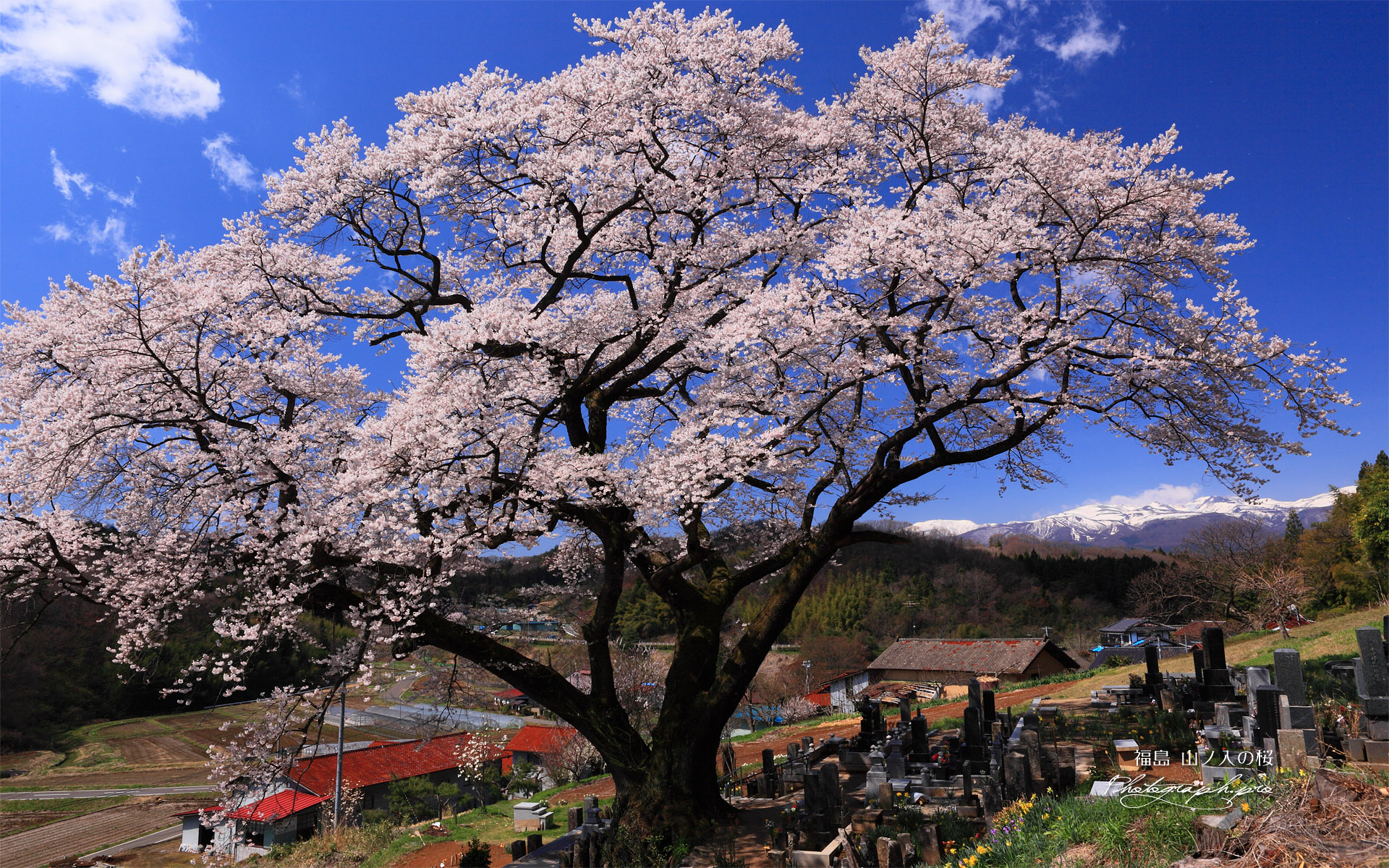 山ノ入の桜