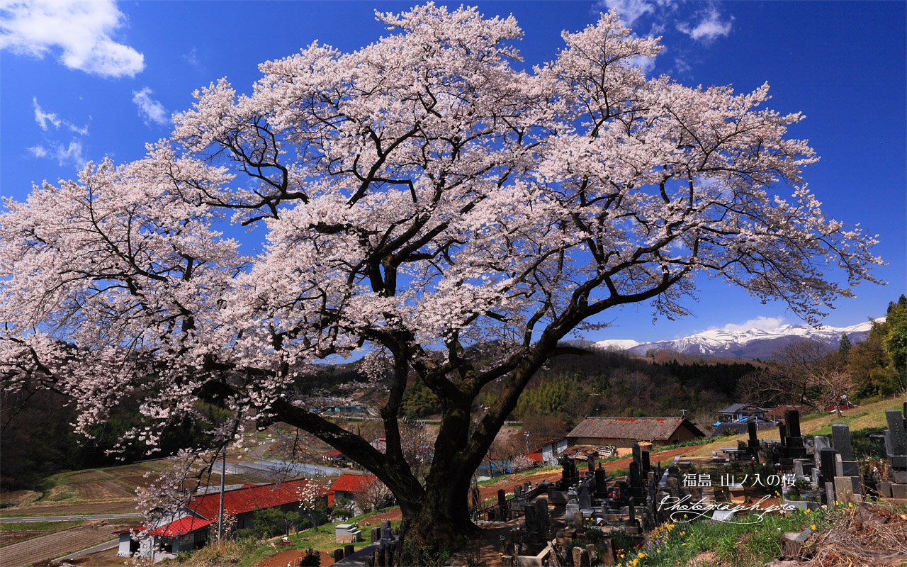 山ノ入の桜 壁紙