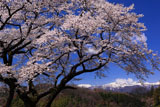 山ノ入の桜と安達太良山
