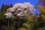 芹沢のサクラ