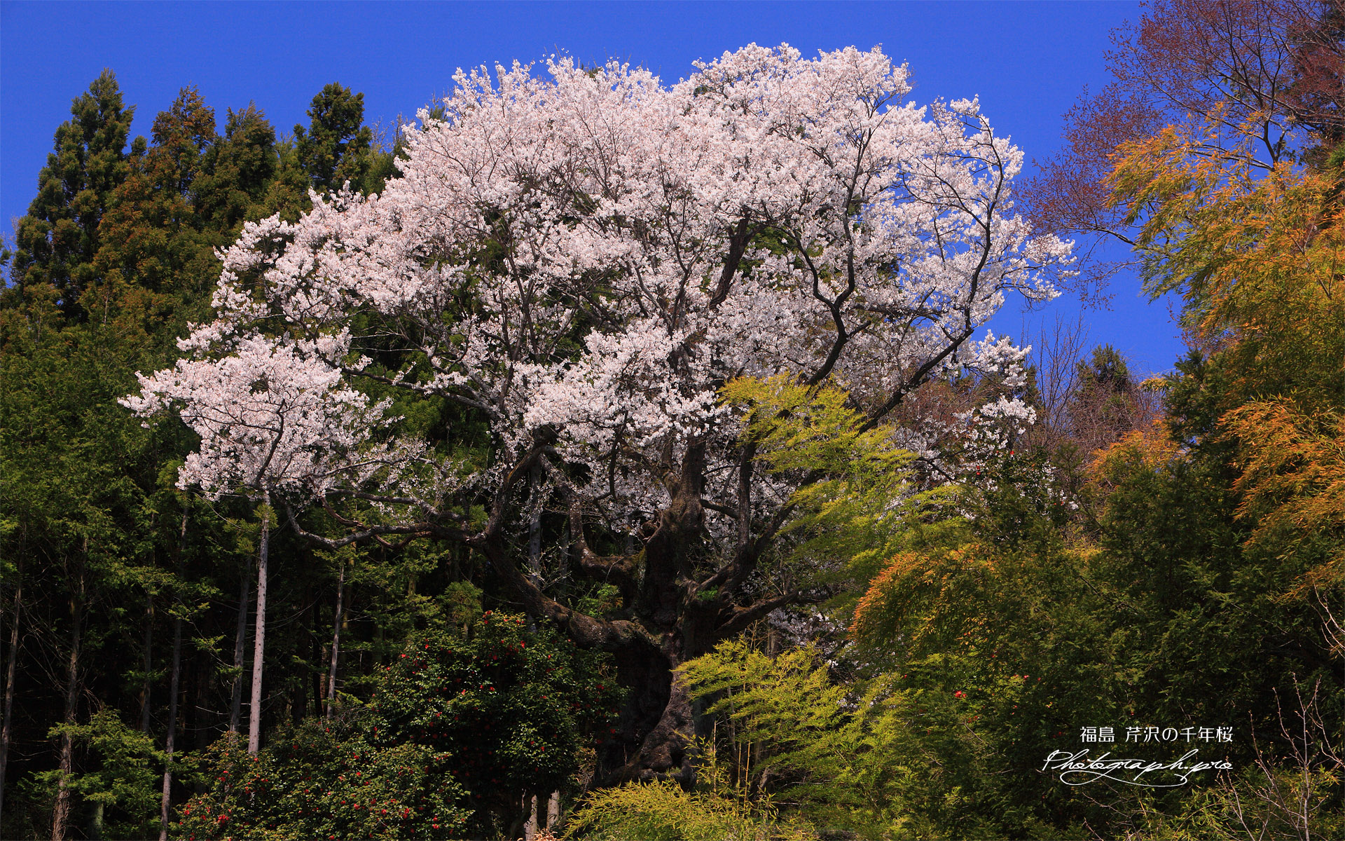 芹沢のサクラ