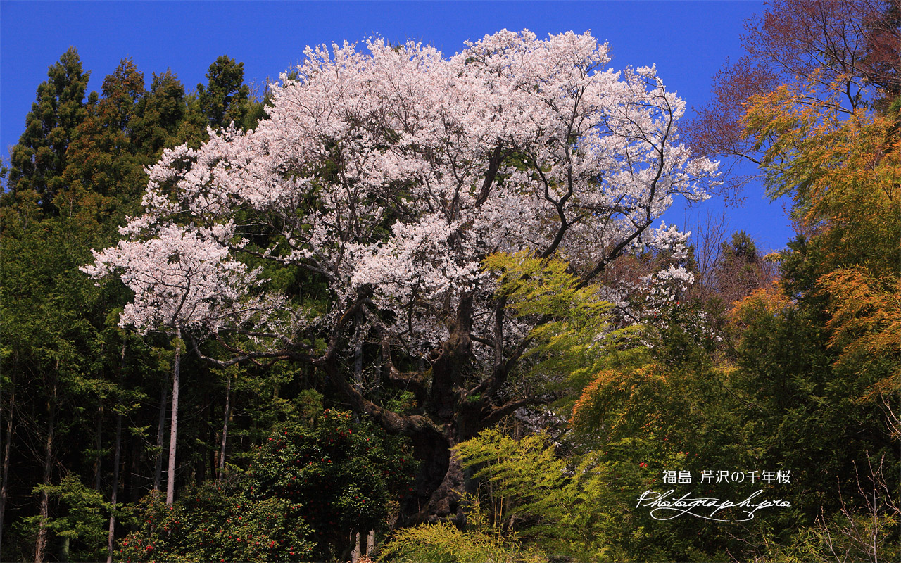芹沢のサクラ 壁紙