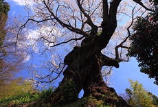 芹沢の千年桜