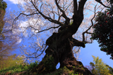 芹沢の千年桜