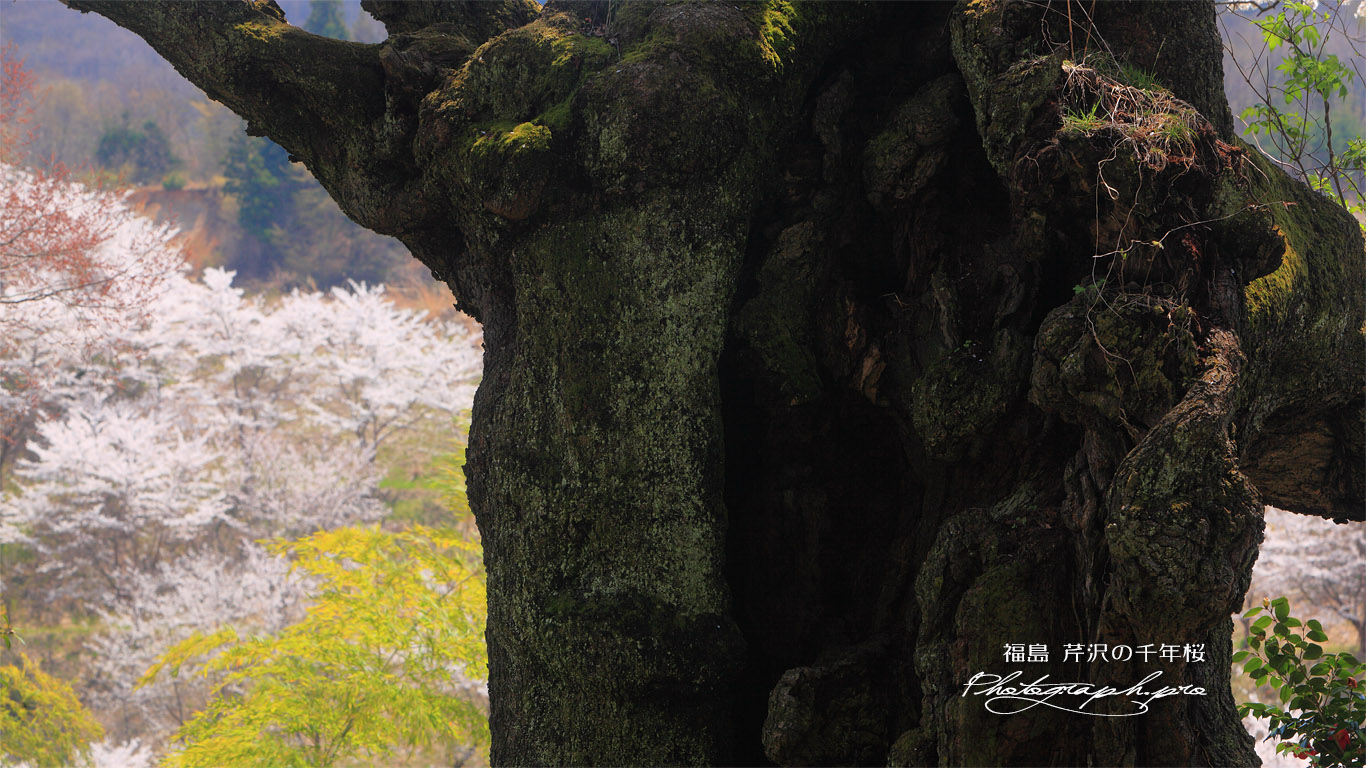 芹沢のエドヒガン桜 壁紙