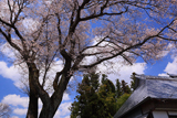 山中の伊三郎桜