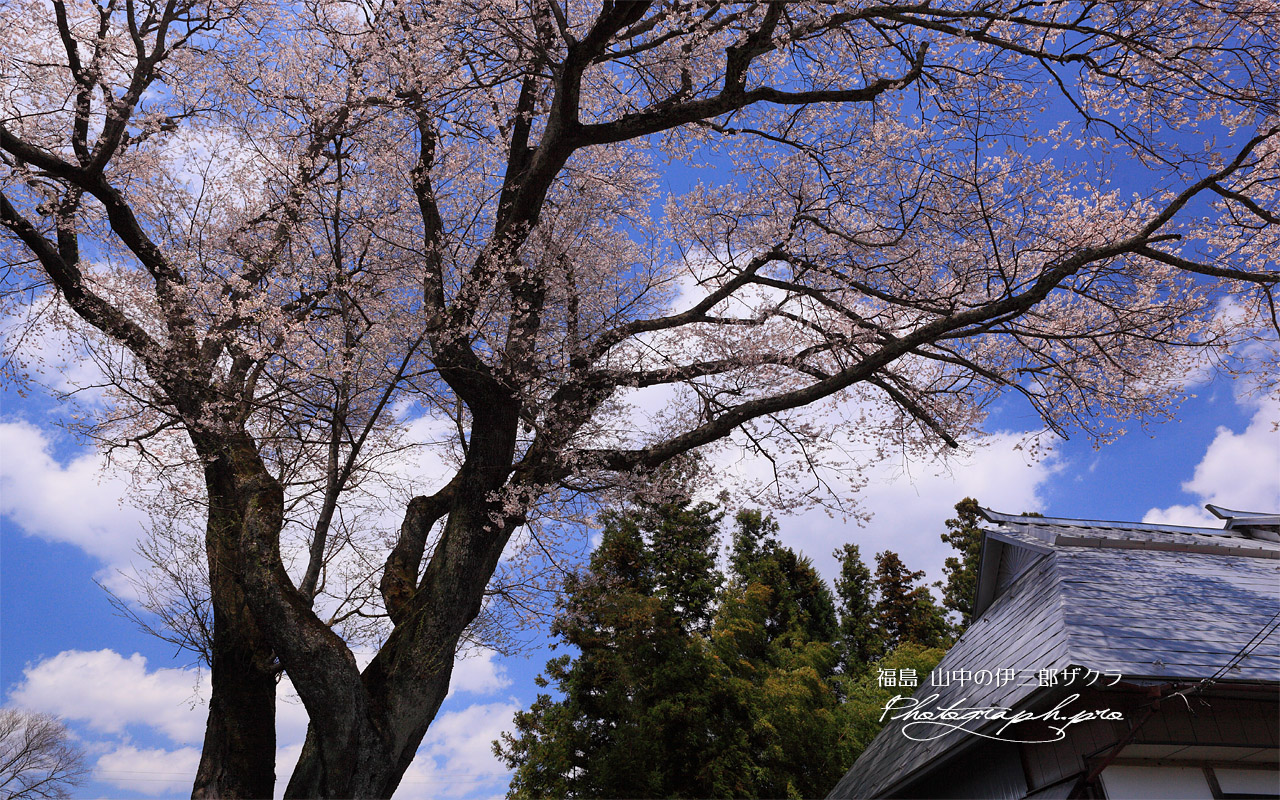 山中の伊三郎桜 壁紙