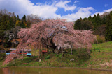 中島の地蔵桜