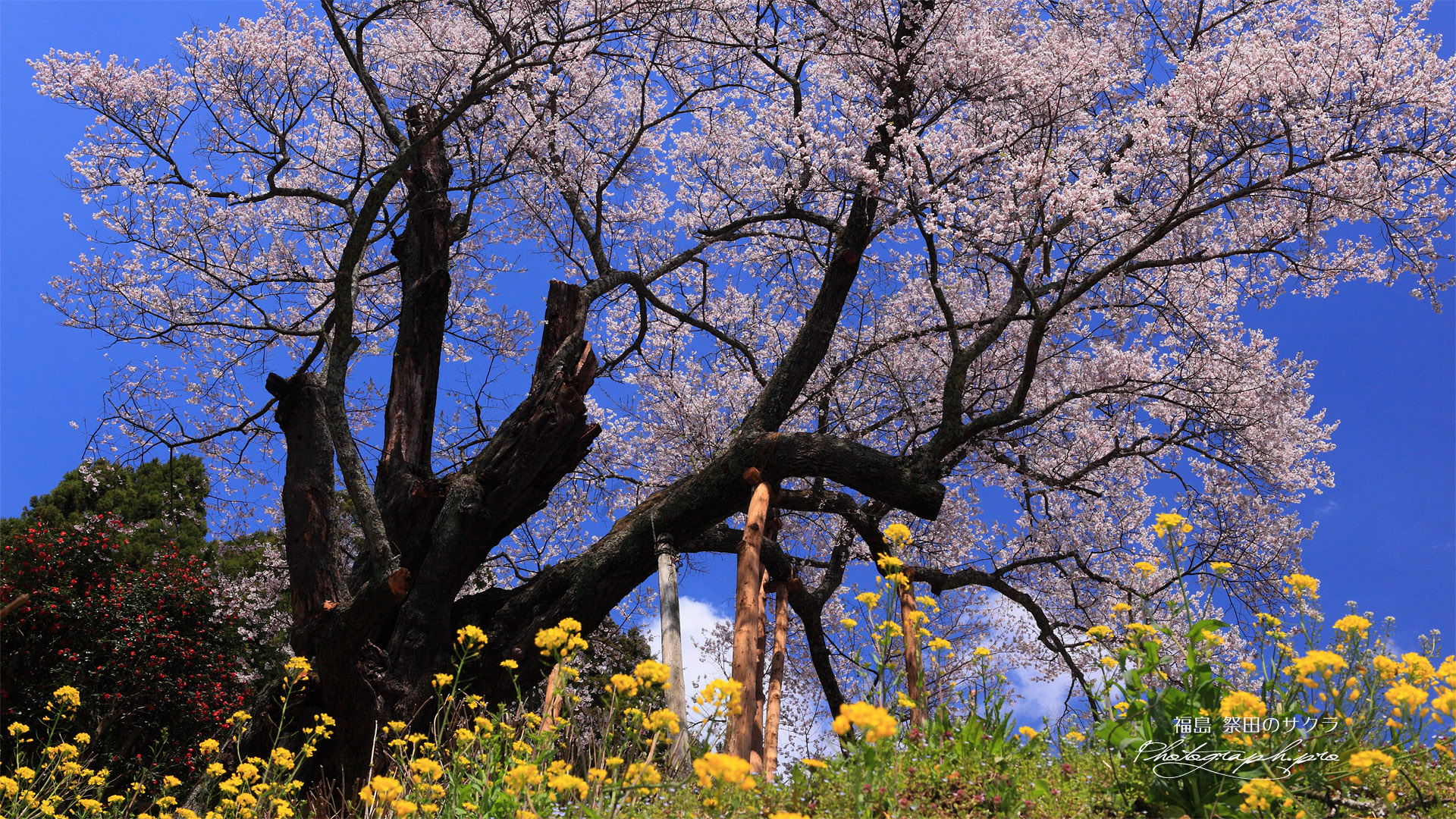 祭田のサクラ 菜の花咲く斜面