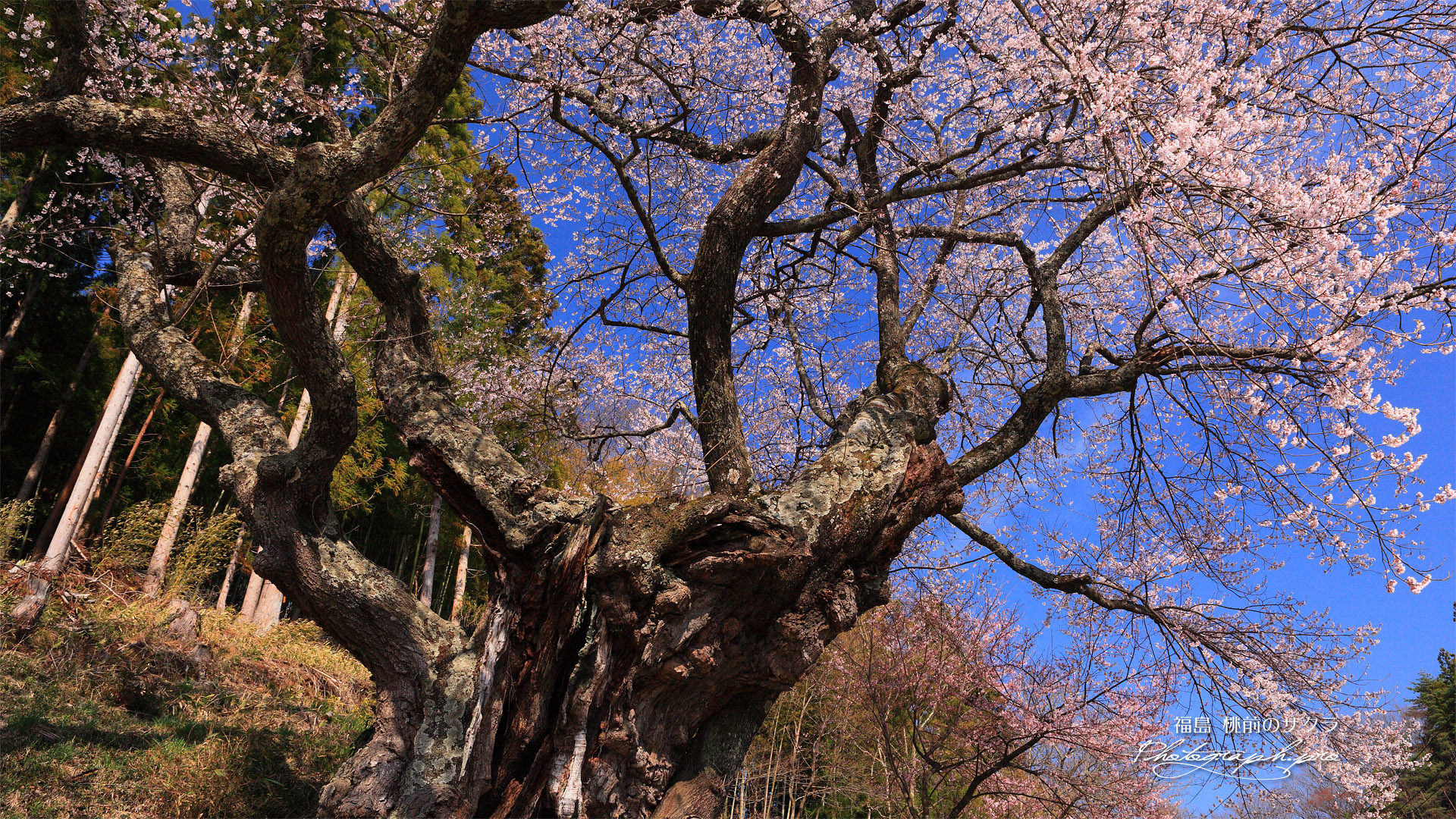 桃前の江戸彼岸桜
