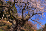 桃前の江戸彼岸桜