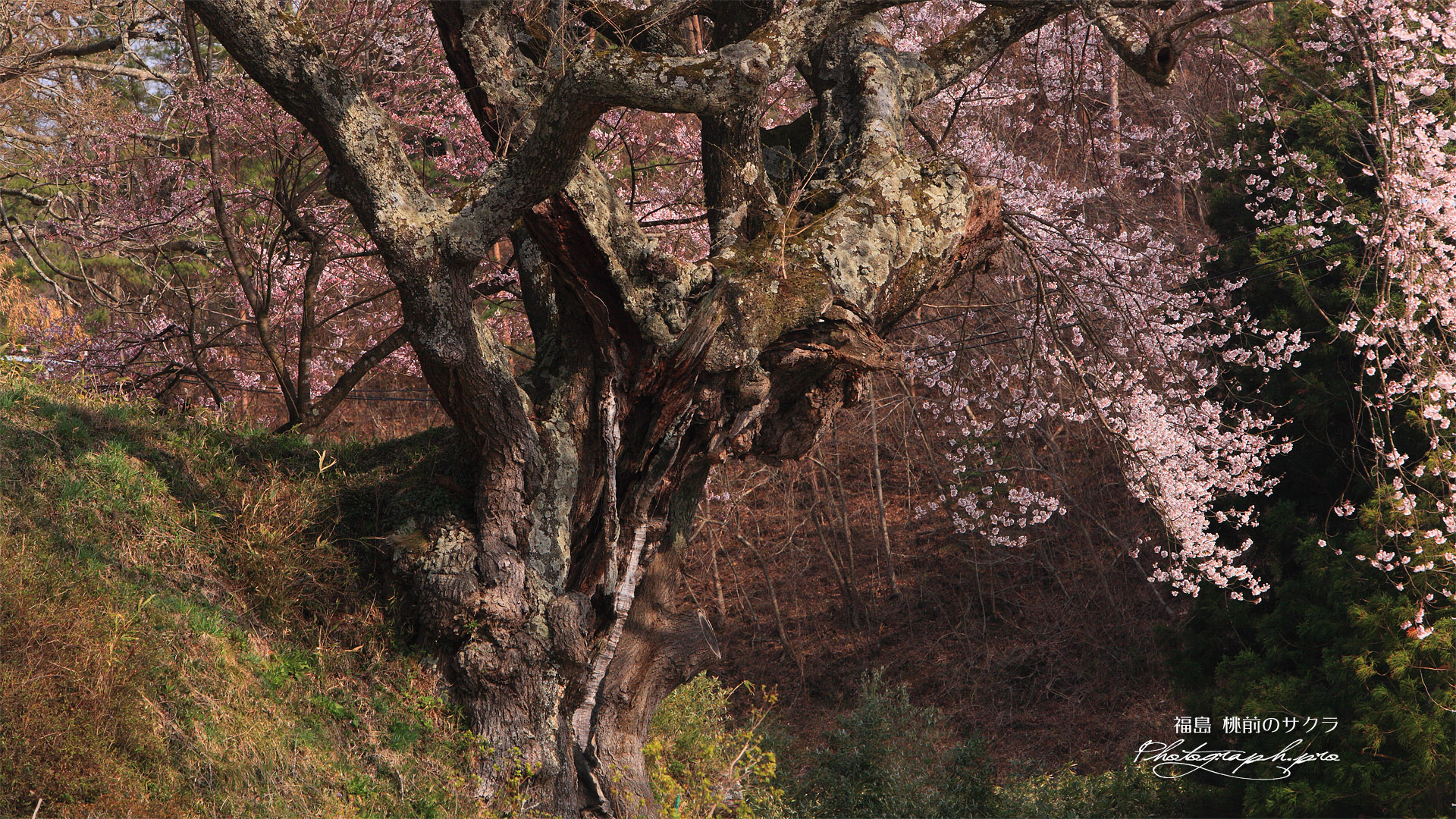 桃前の桜