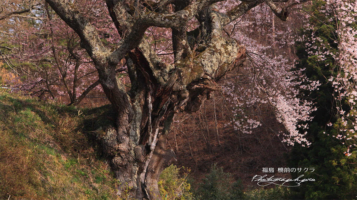 桃前の桜 壁紙