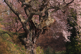 桃前の桜