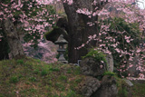 新殿神社の岩桜