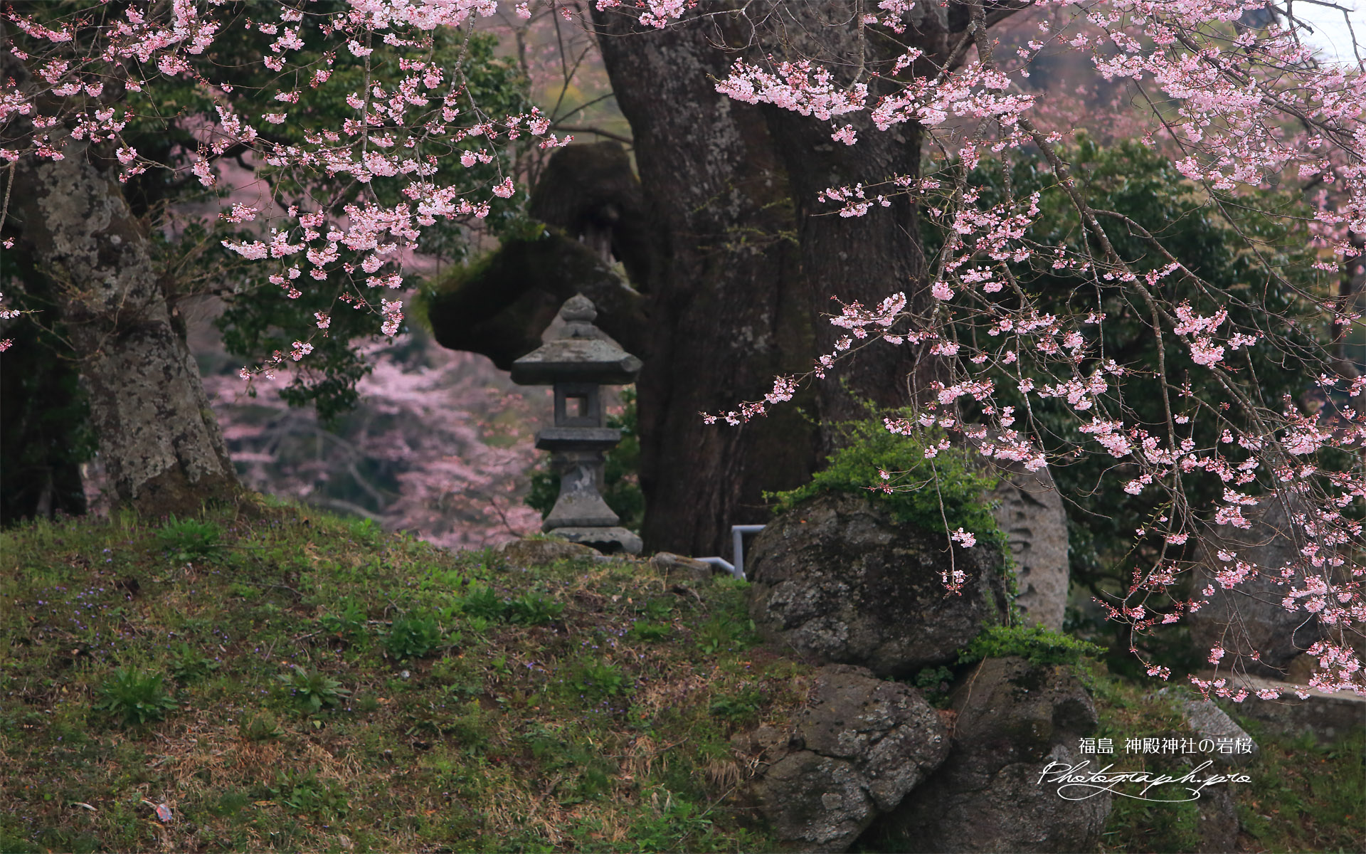 新殿神社の岩桜