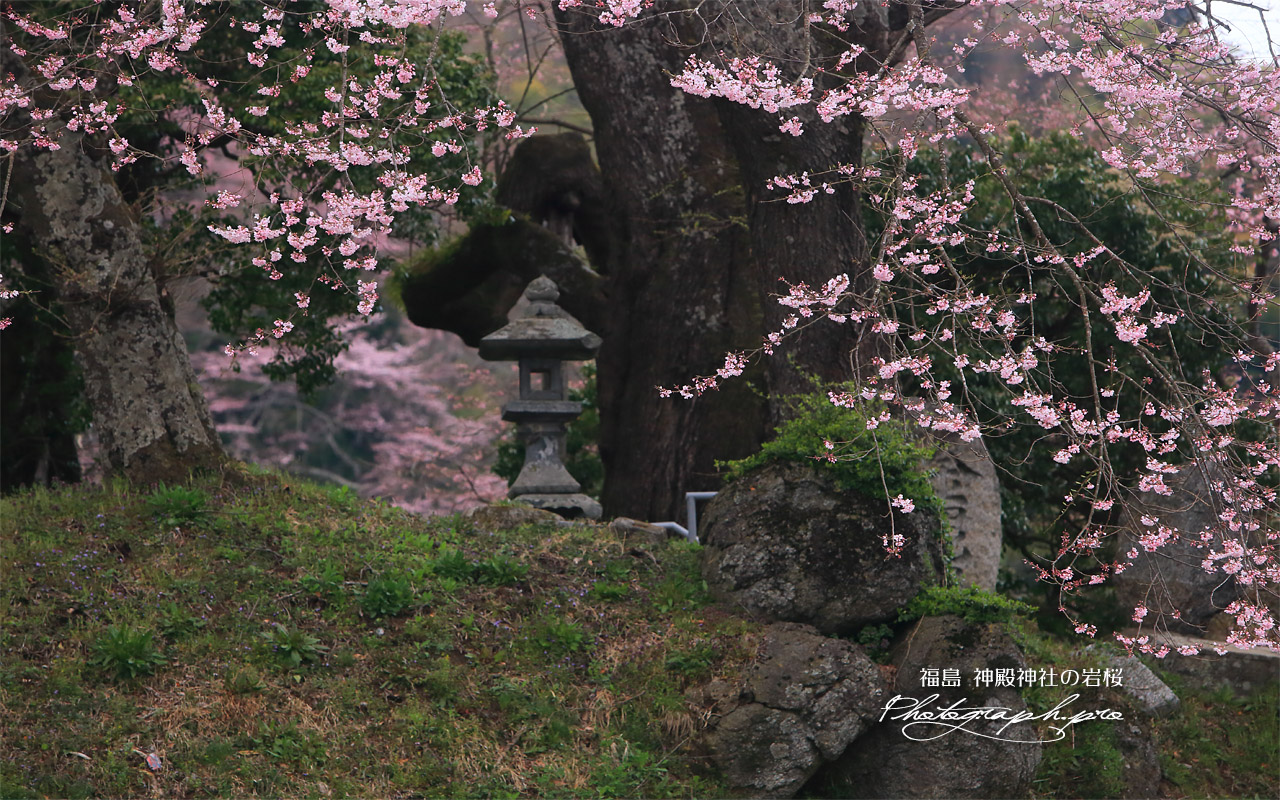 新殿神社の岩桜 壁紙