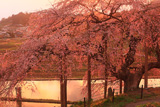中島の地蔵桜