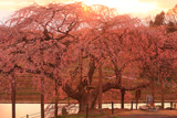 中島の地蔵桜