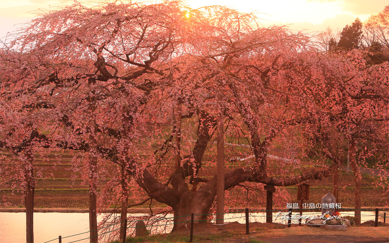 中島の地蔵桜 壁紙