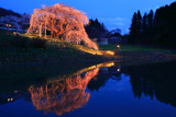 中島の地蔵桜