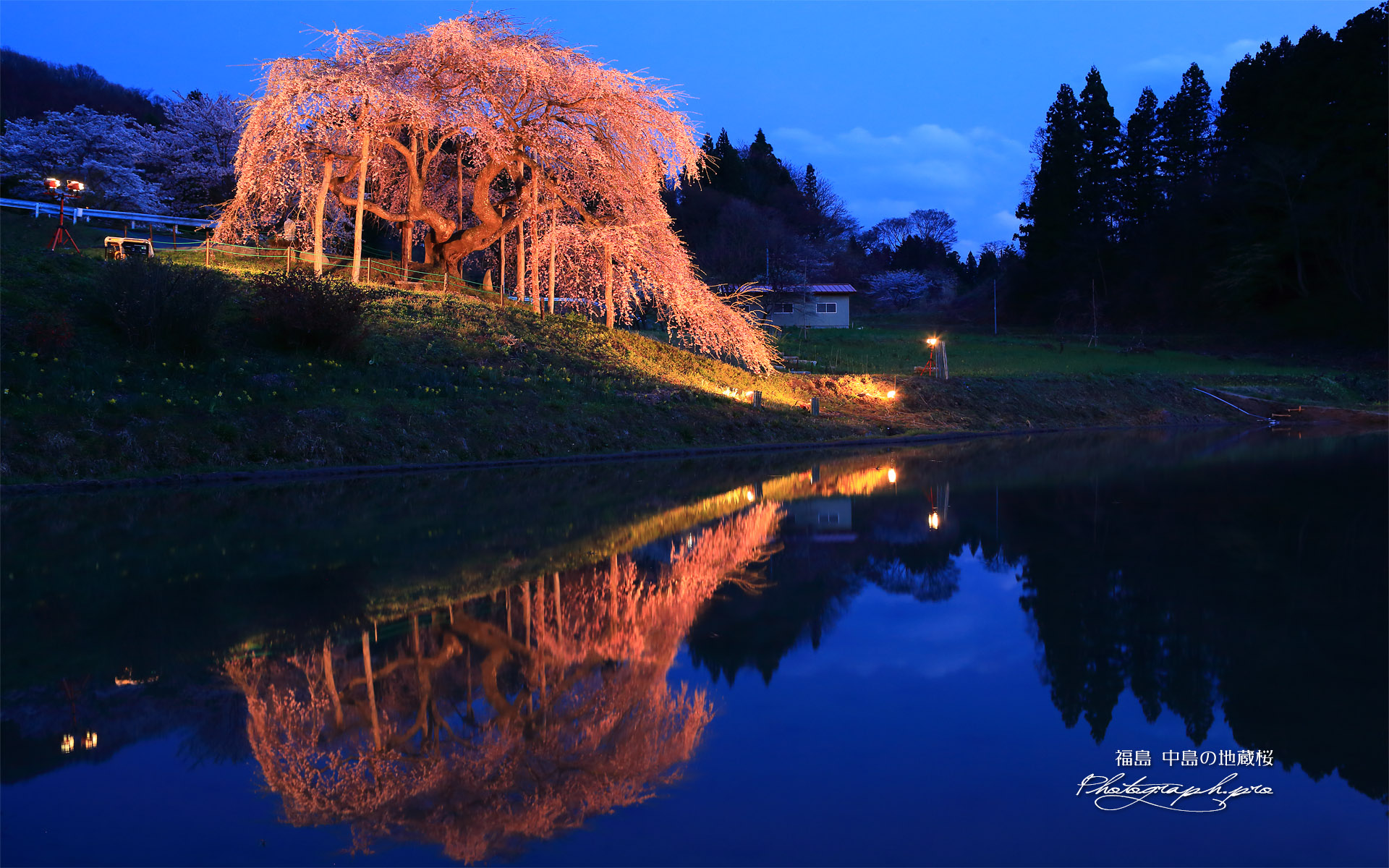 中島の地蔵桜