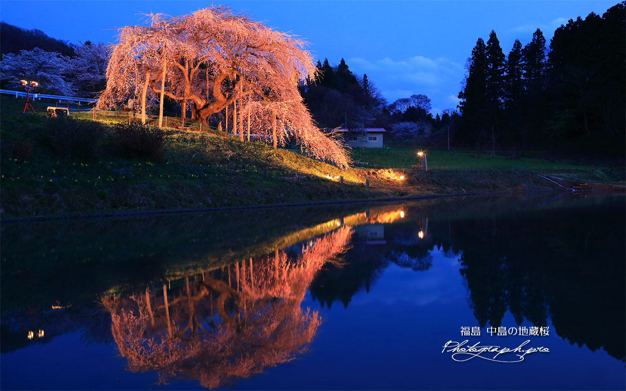 中島の地蔵桜 の壁紙 1280x800