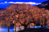 中島の地蔵桜
